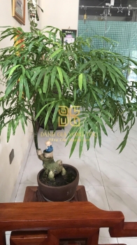 Tre cảnh cho không gian trà